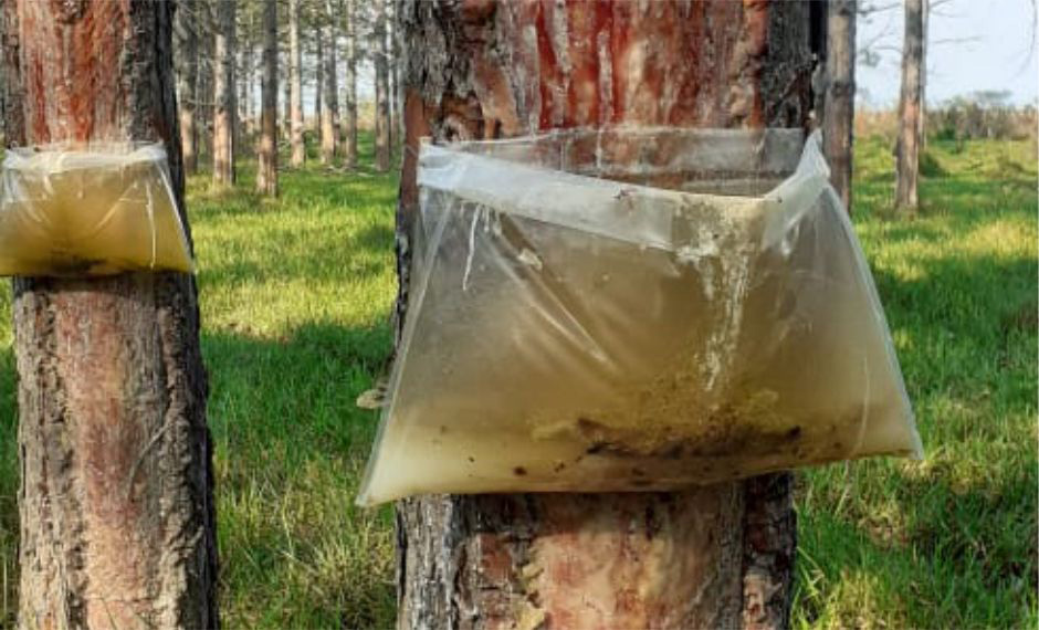 Sistema de bolsa AMERICANO